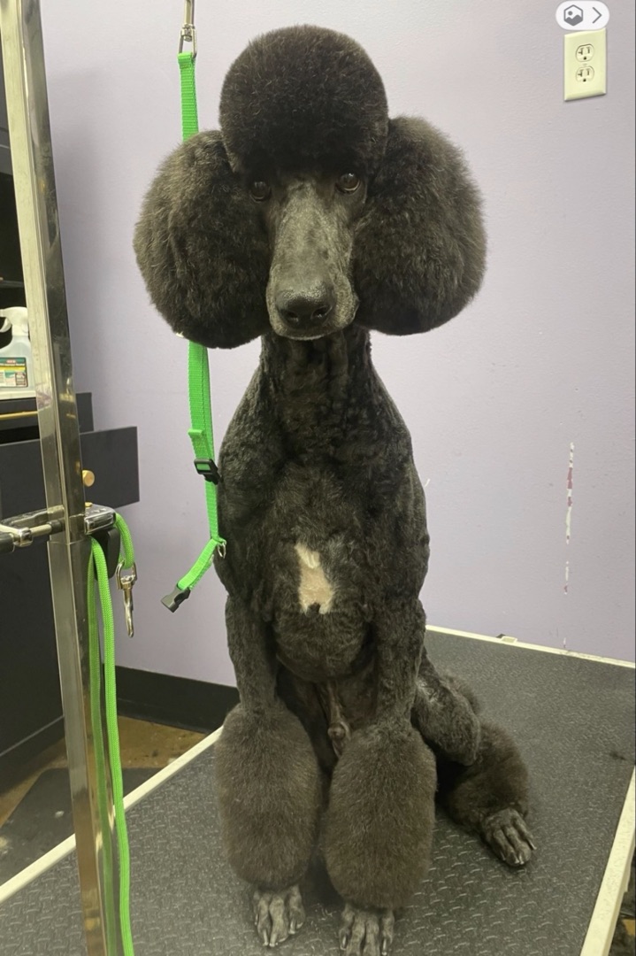 Dog grooming is healthcare