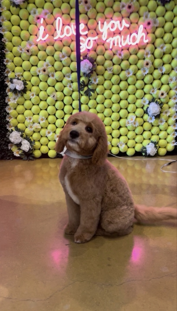 Golden doodle at Earthwise Pet neon wall