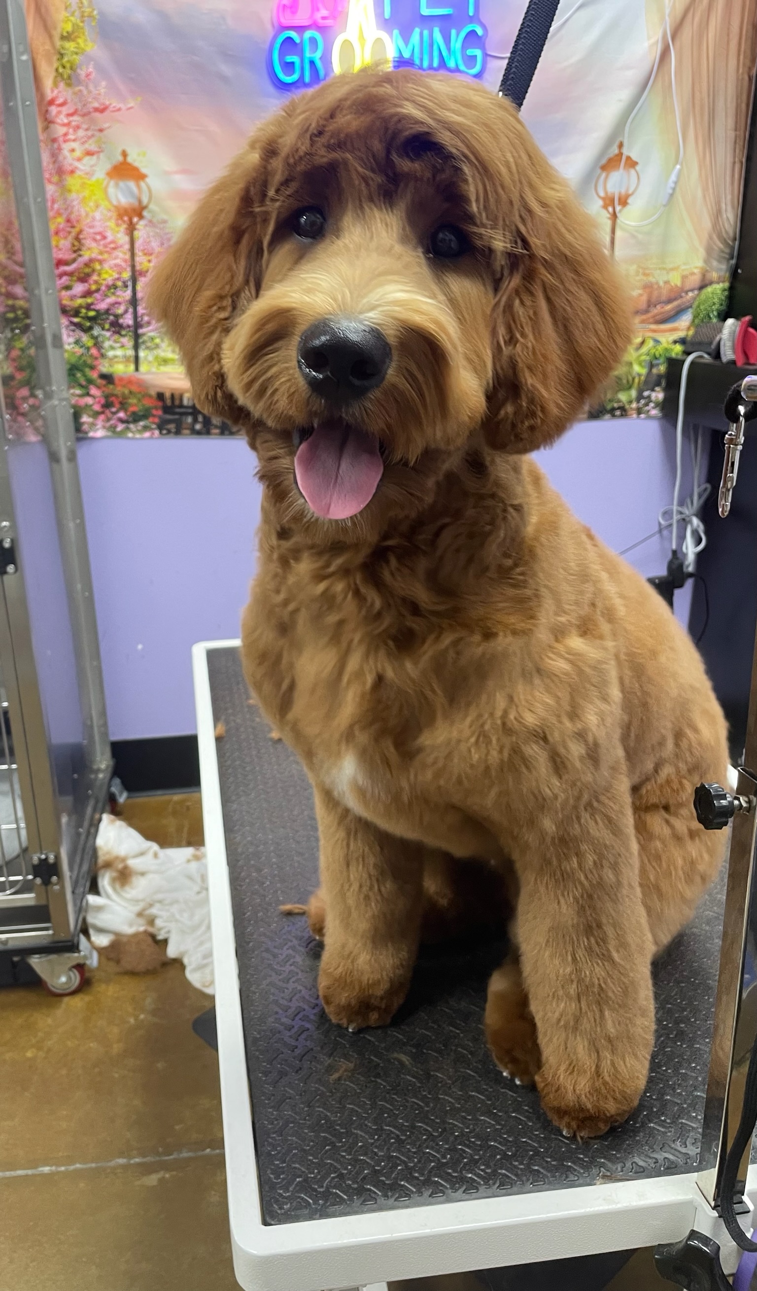 Freshly groomed golden doodle in the Earthwise Pet grooming spa